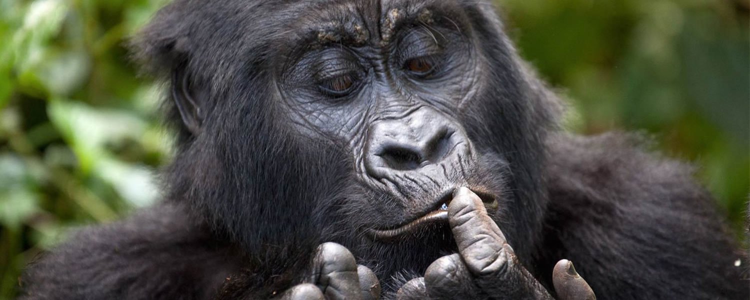 Gorilla Trekking and Chimpanzee Tracking Adventures