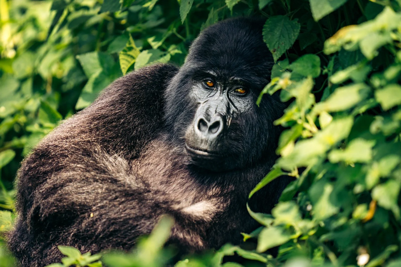 Gorilla Trekking