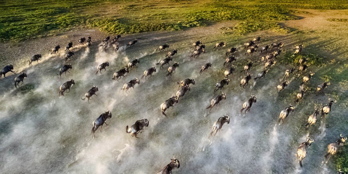 6-Day Majestic Tanzania Wildlife Luxury Safari