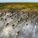 6-Day Majestic Tanzania Wildlife Luxury Safari