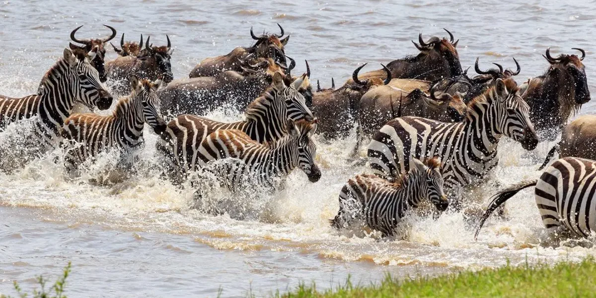 12-Day Tanzania Wildlife Safari