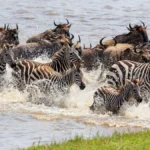 12-Day Tanzania Wildlife Safari