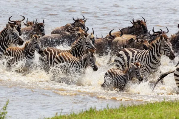 12-Day Tanzania Wildlife Safari