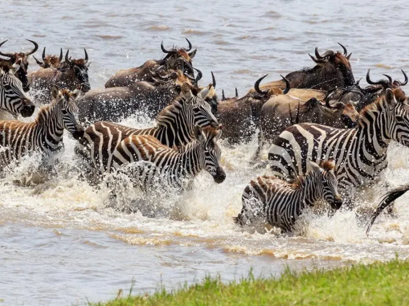 12-Day Tanzania Wildlife Safari
