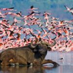 6-Day Magnificent Best of Kenya Safari
