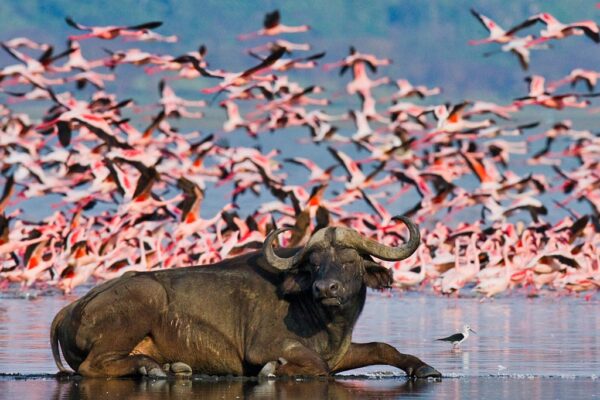 6-Day Magnificent Best of Kenya Safari