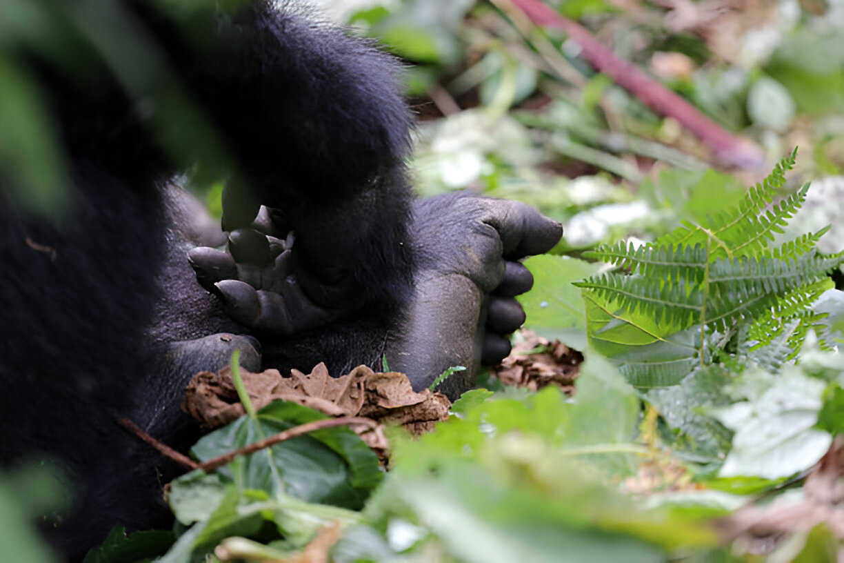 Primate Encounters