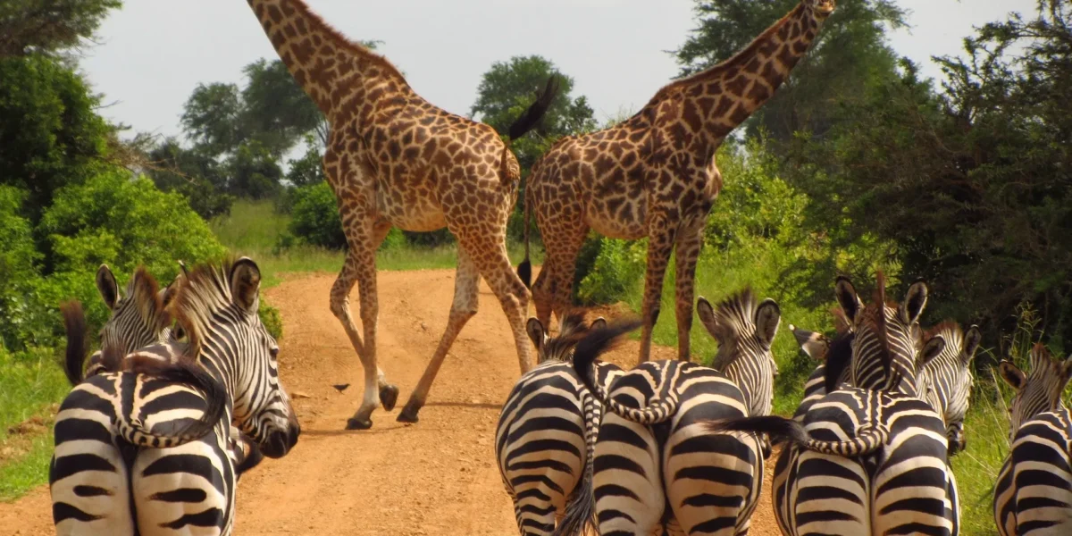 8-Day Magical Kenya Game Drive Safari