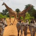 8-Day Magical Kenya Game Drive Safari