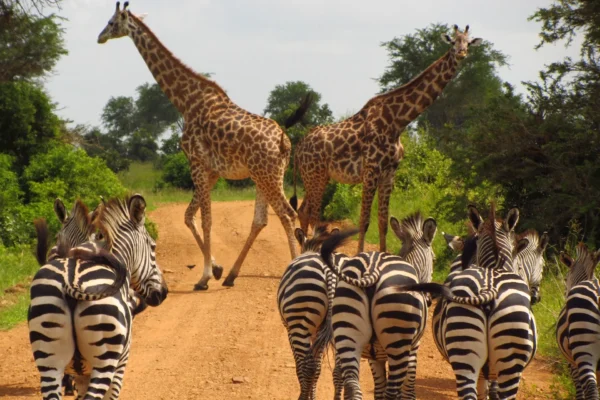 8-Day Magical Kenya Game Drive Safari