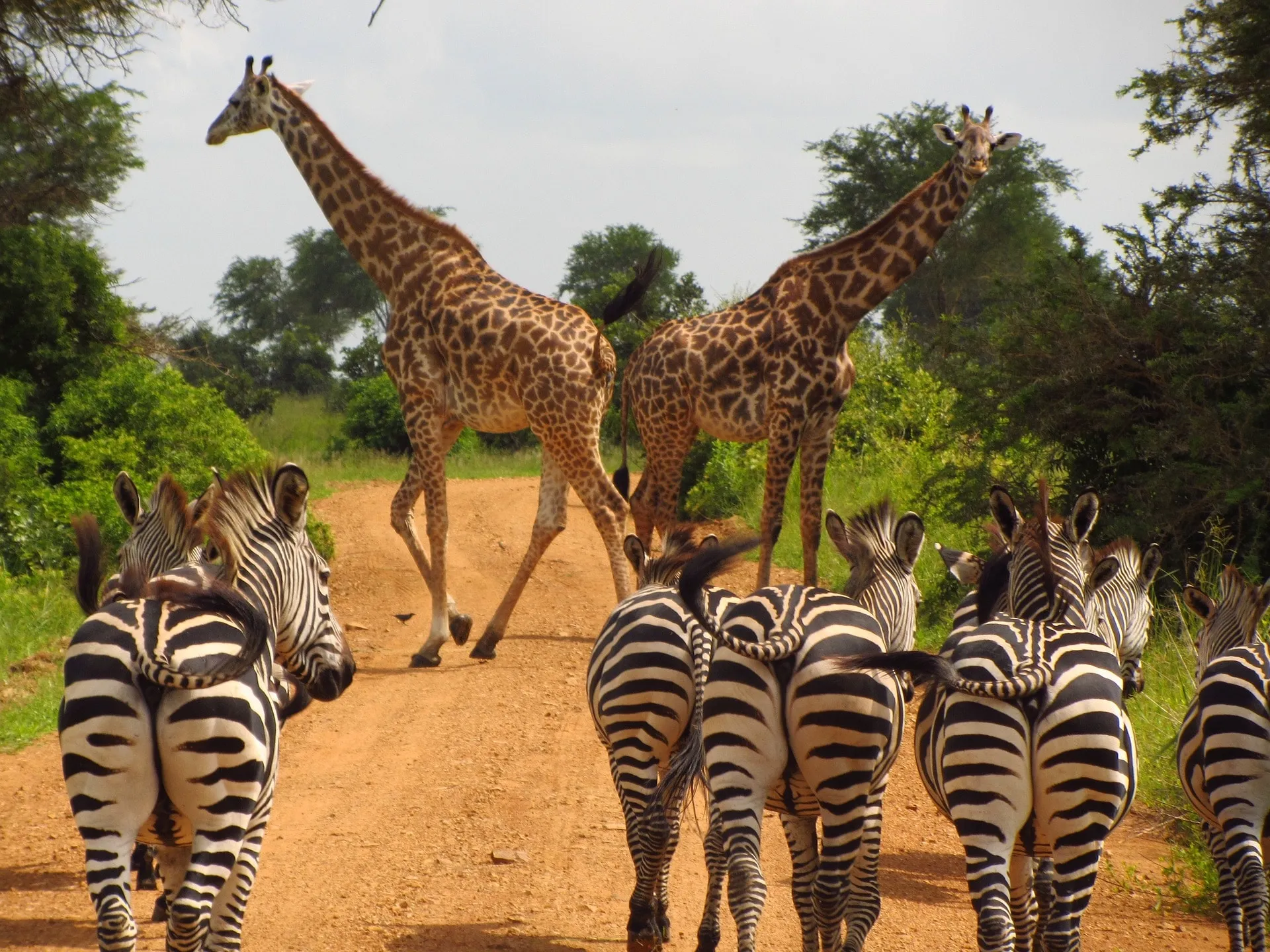 Tanzania National Parks