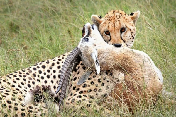 9-Day Kenya Wildlife Road Safari