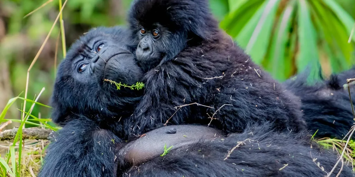 Gorilla Trekking Safari