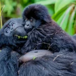 Gorilla Trekking Safari