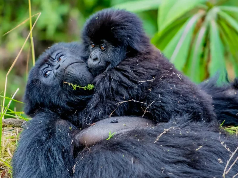 Gorilla Trekking Safari