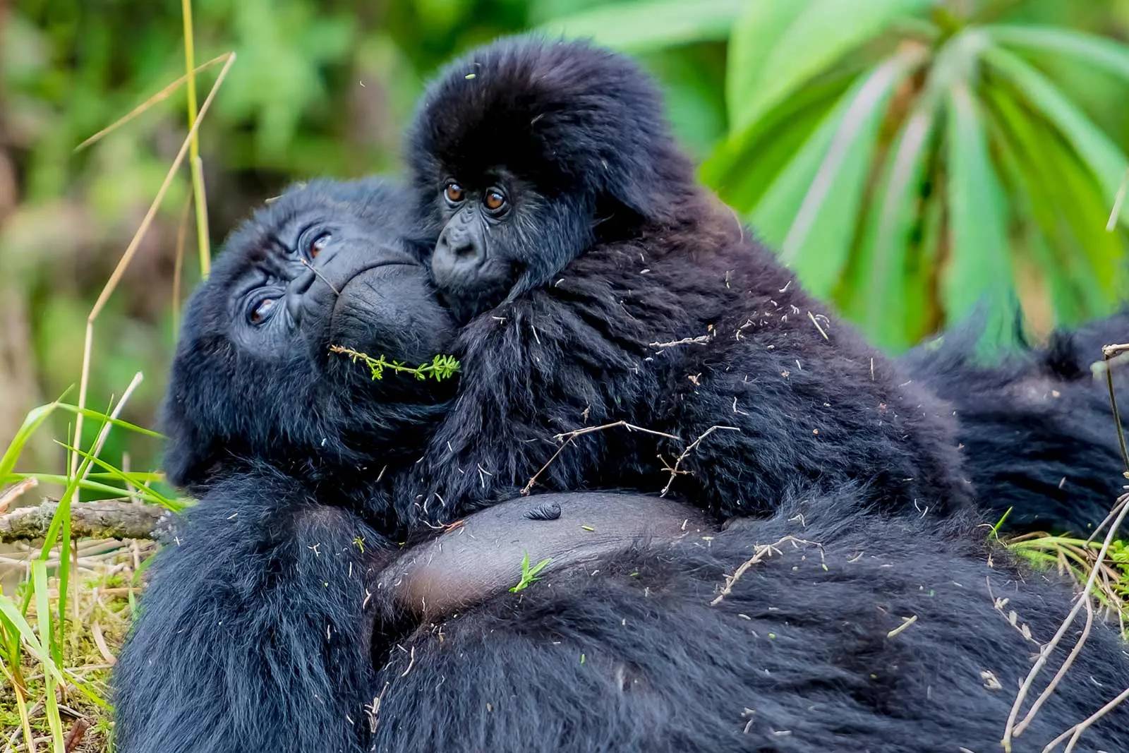 Gorilla Trekking Safari