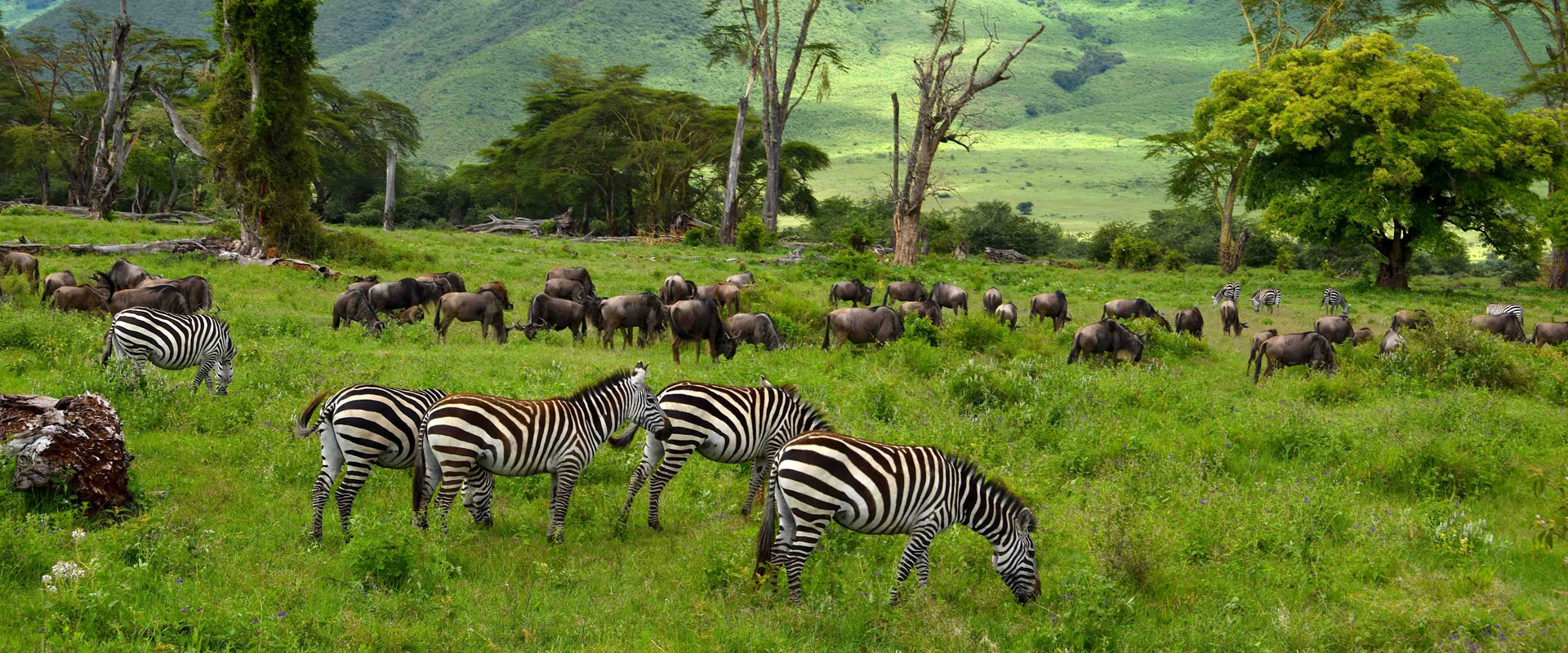 Short Uganda Safari