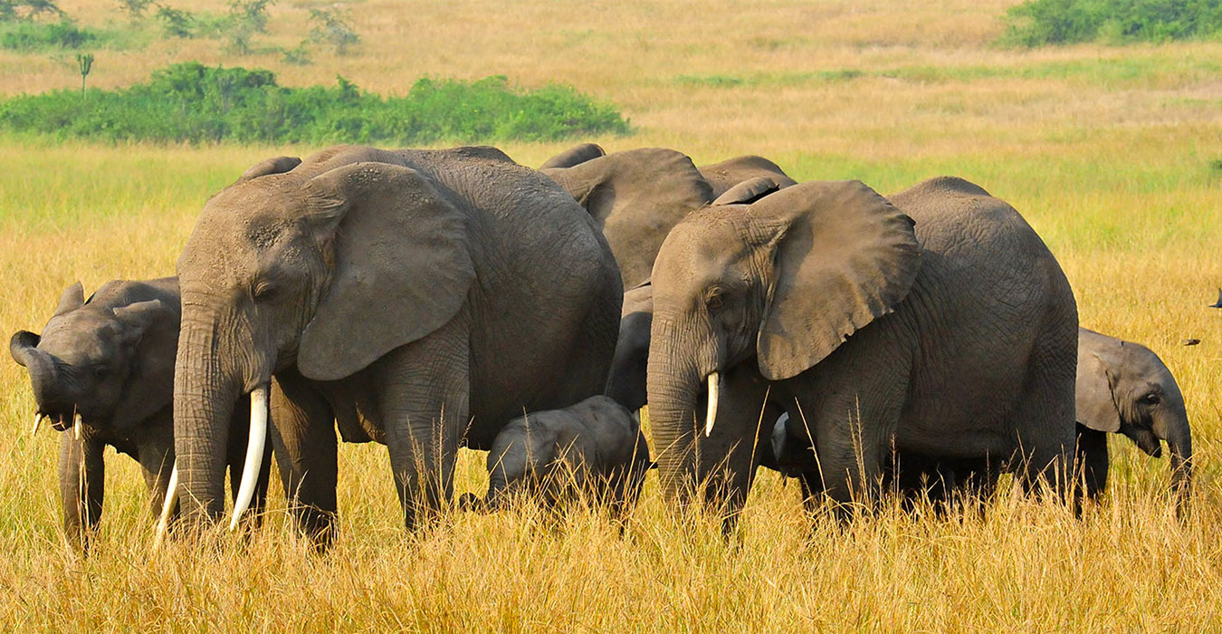 Uganda Wildlife safari