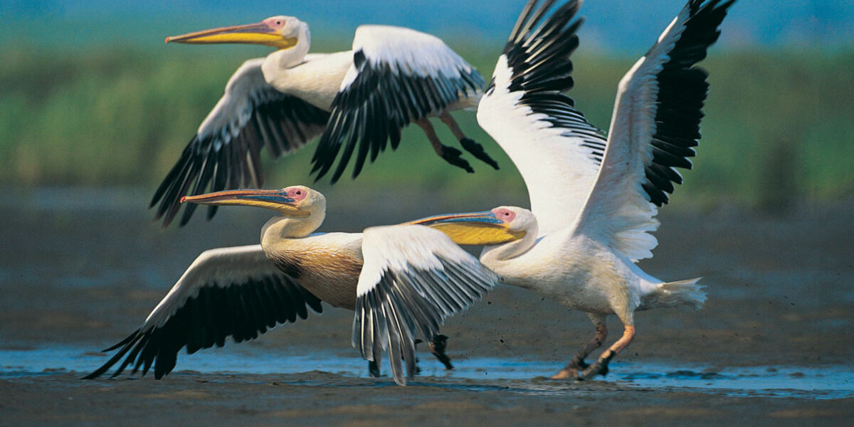 birding Safaris In Lake Nakuru National Park