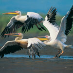 birding Safaris In Lake Nakuru National Park