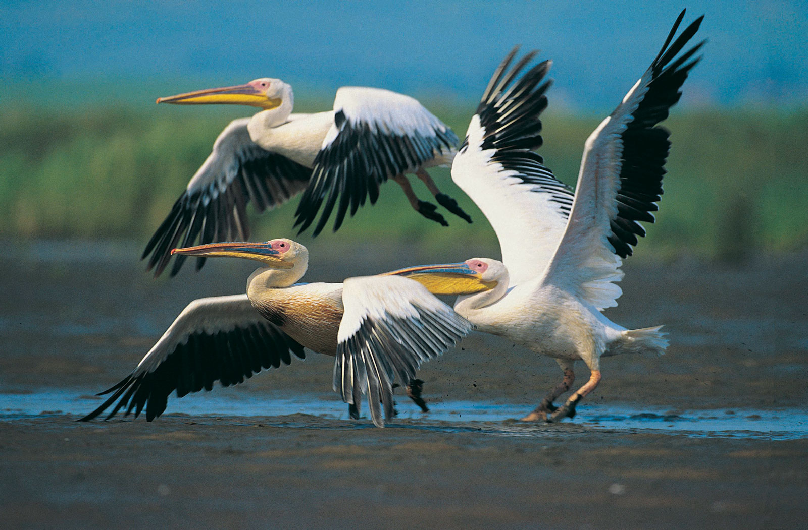 birding Safaris In Lake Nakuru National Park