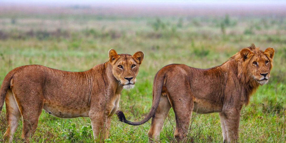 Rwanda Safaris