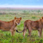 Rwanda Safaris