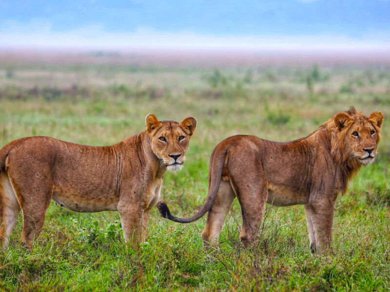 Rwanda Safaris