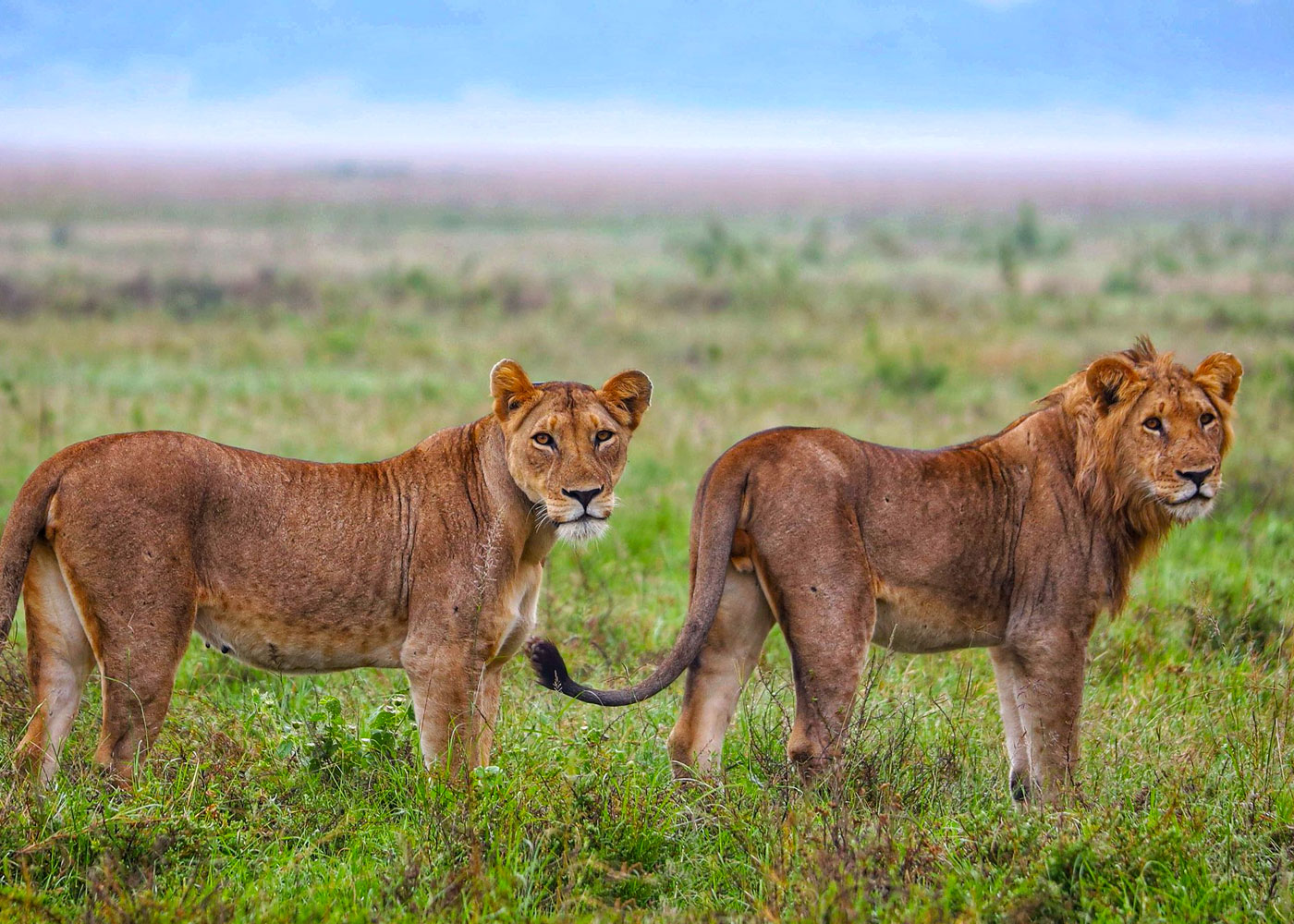 Rwanda Safaris