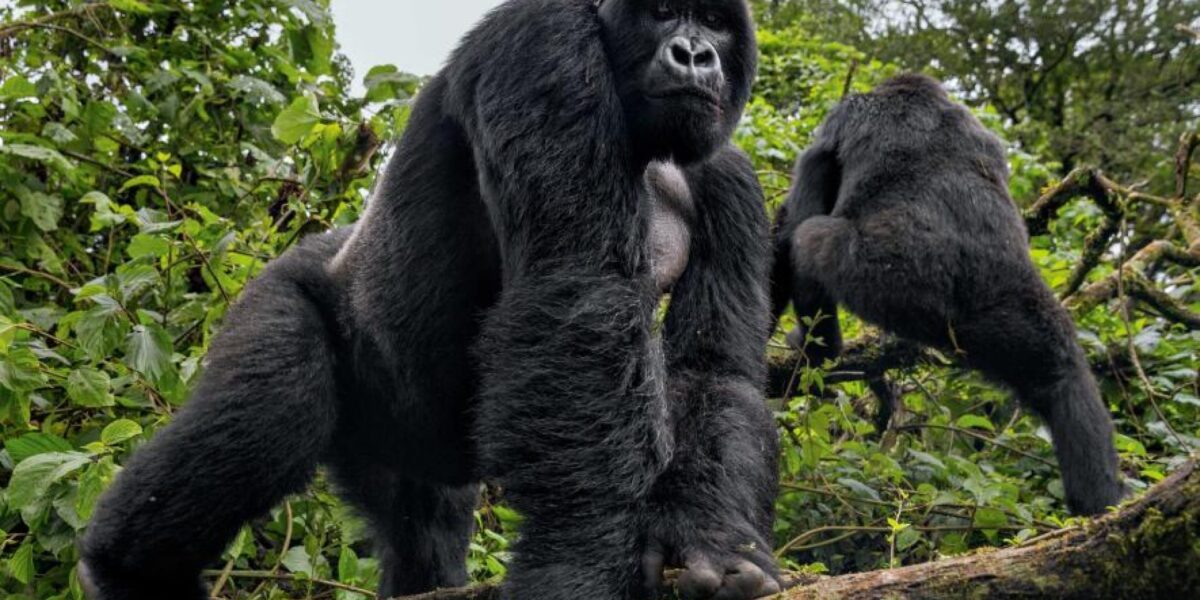 Gorilla Trekking Safari