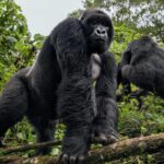 Gorilla Trekking Safari