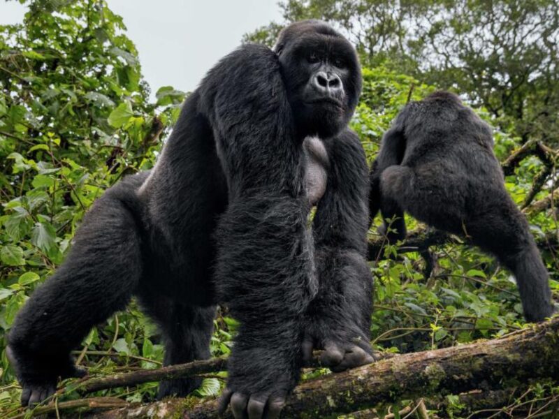 Gorilla Trekking Safari