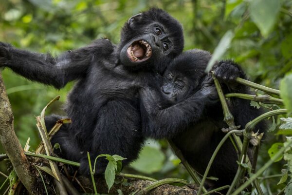 gorilla Safaris