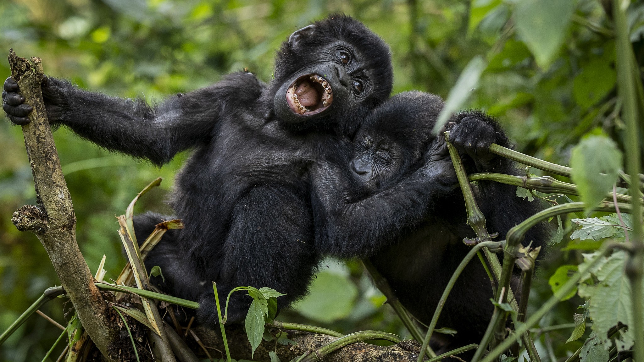 Rwanda Gorilla Trekking