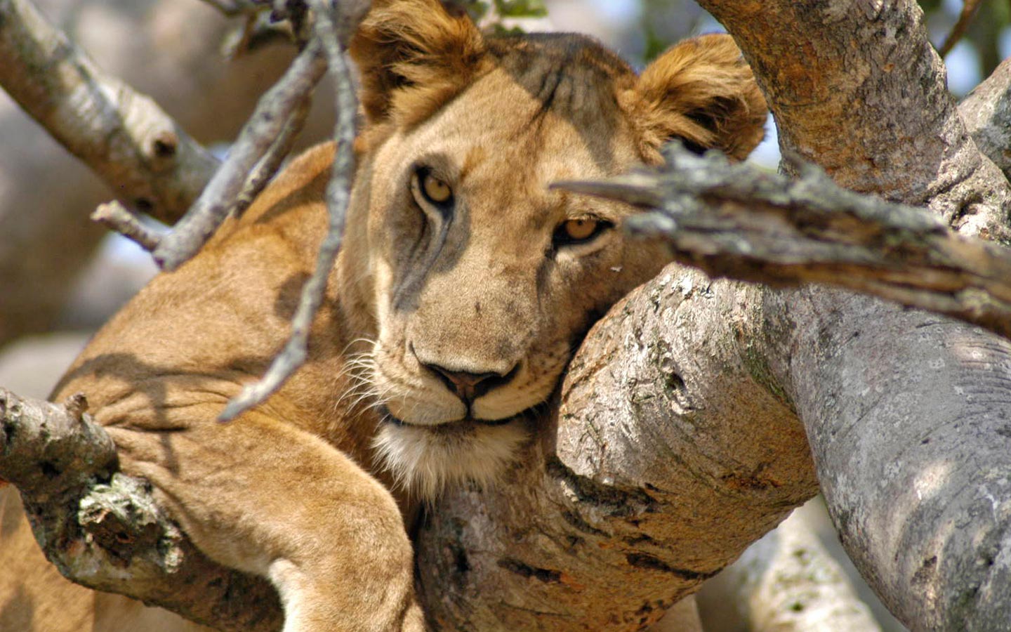 Tree-Climbing Lions