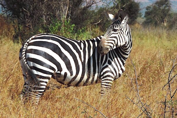 Wildlife Safaris