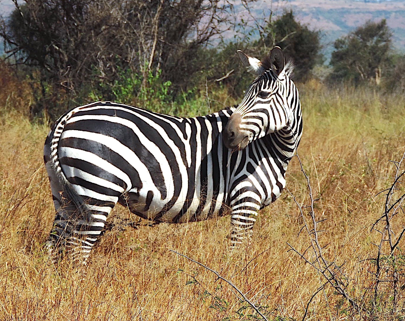 Rwanda Wildlife Safaris