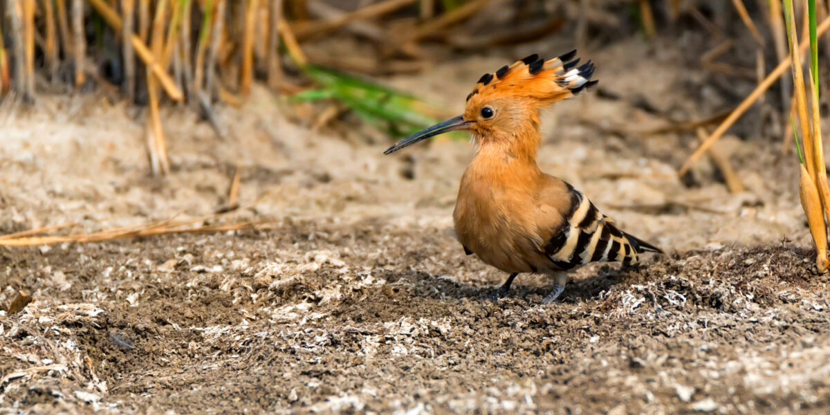 Are Birding Safaris Walking or Vehicle-Based