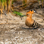 Are Birding Safaris Walking or Vehicle-Based