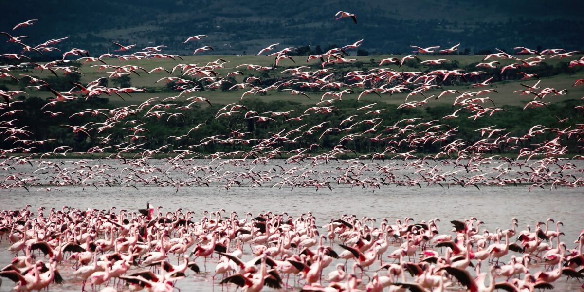 Are Birding Tours Slow-Paced in Kenya & Tanzania