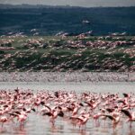 Are Birding Tours Slow-Paced in Kenya & Tanzania