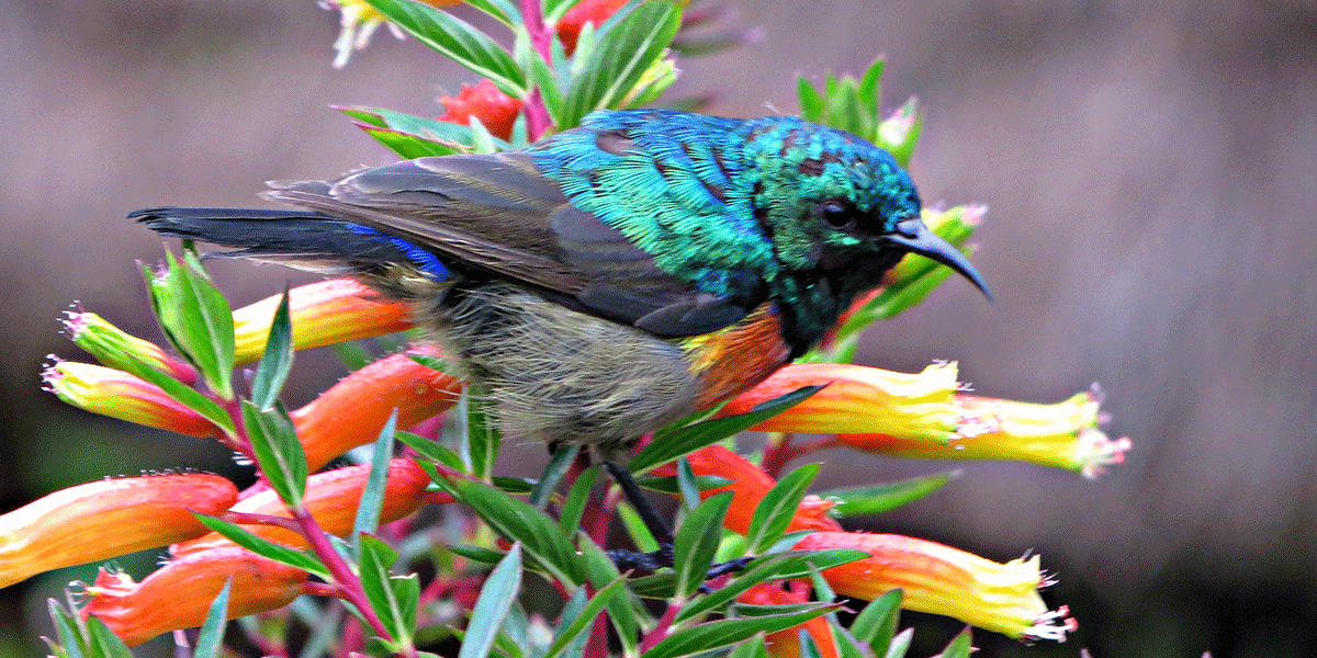 Are Forest Birding Tours Available?