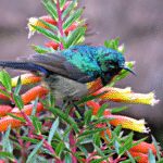 Are Forest Birding Tours Available?