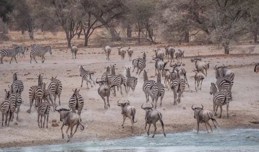 Are Migration Safaris More Expensive?