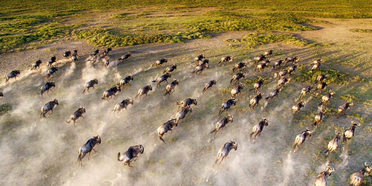 Are drones allowed during migration safaris