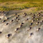 Are drones allowed during migration safaris