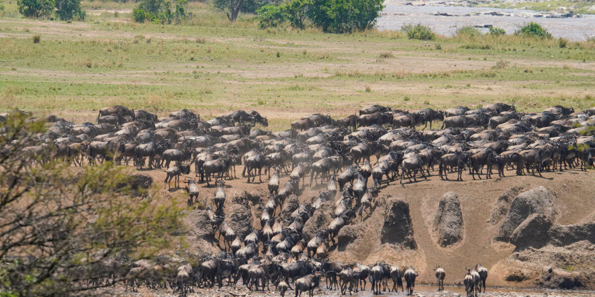 Can I Follow the Herds from One Region to Another?