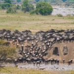 Can I Follow the Herds from One Region to Another?