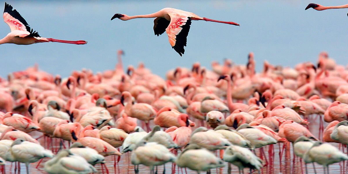 Can I Photograph Birds During Safari?