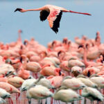 Can I Photograph Birds During Safari?